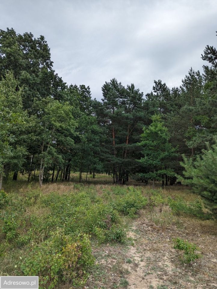 Działka rolno-budowlana Andrzejów. Zdjęcie 4