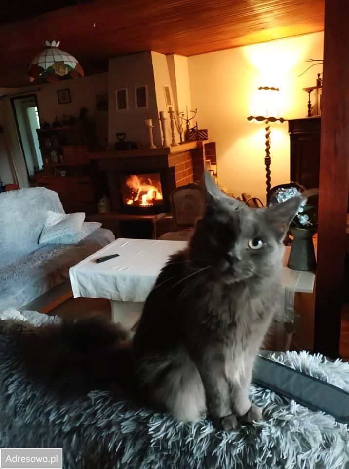 dom wolnostojący, 3 pokoje Wycinki. Zdjęcie 13