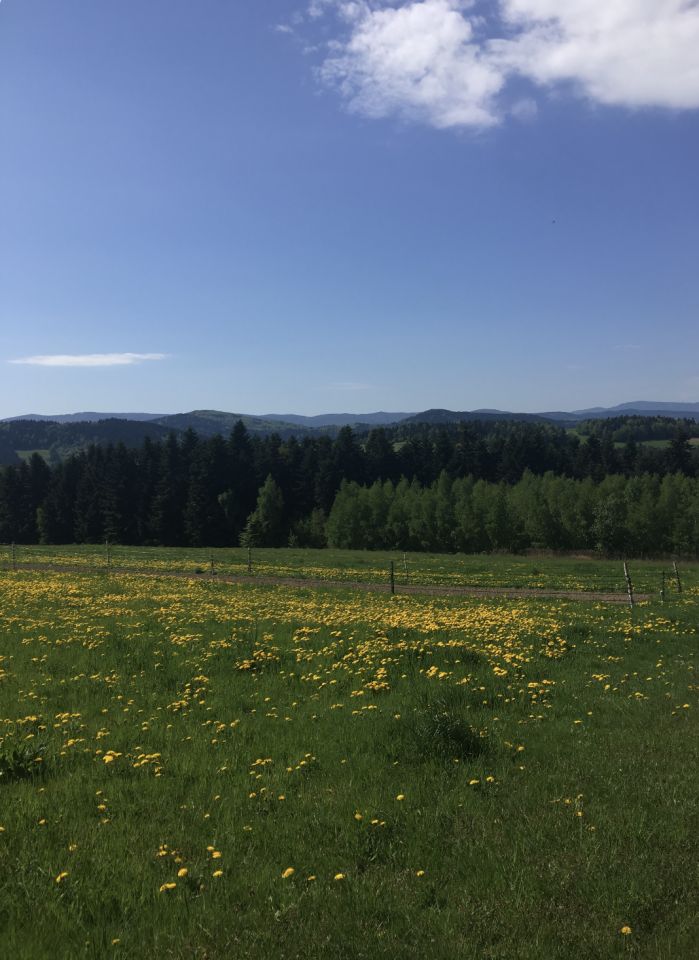 Działka inwestycyjna Mszalnica. Zdjęcie 11