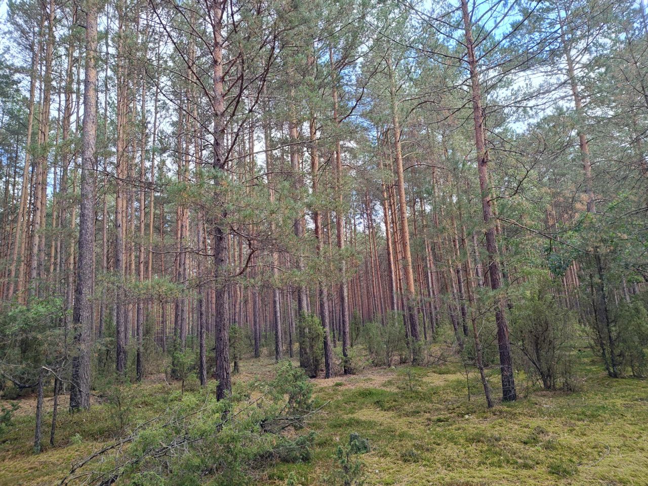 Działka leśna Lipniak-Majorat. Zdjęcie 10