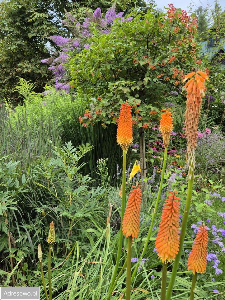 dom wolnostojący, 3 pokoje Poćwiardówka. Zdjęcie 3