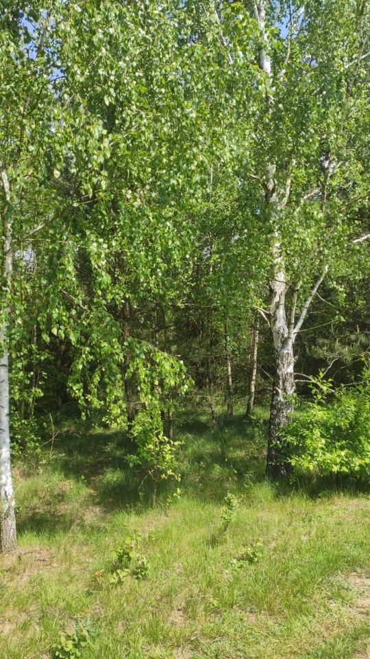 Działka rolno-budowlana Zasonie. Zdjęcie 4