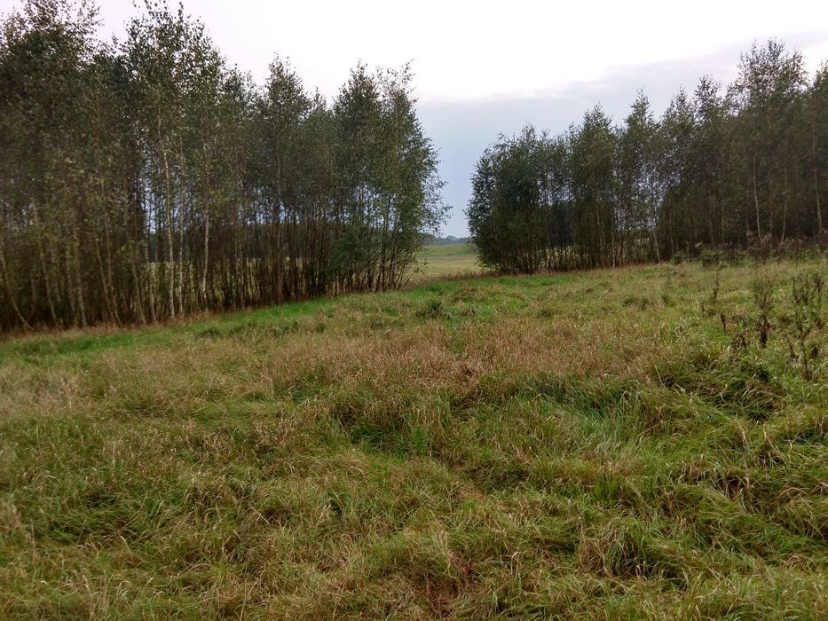 Działka rolna Chełmżyca. Zdjęcie 4