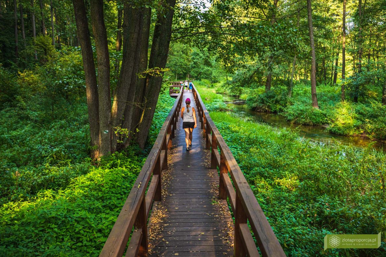 Działka budowlana Wola Goryńska. Zdjęcie 7