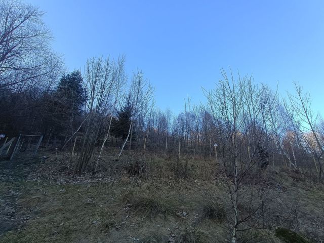 Działka leśna Rzyki Czarny Groń, os. Potrójna. Zdjęcie 1