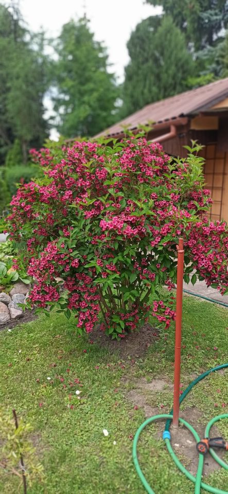 Działka rod Płock, ul. Dobrzyńska. Zdjęcie 6