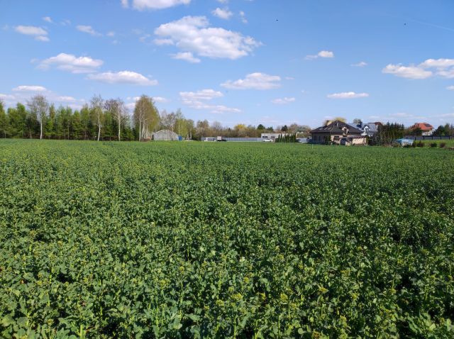 Działka budowlana Piotrków Trybunalski Belzatka, ul. Świerkowa. Zdjęcie 1