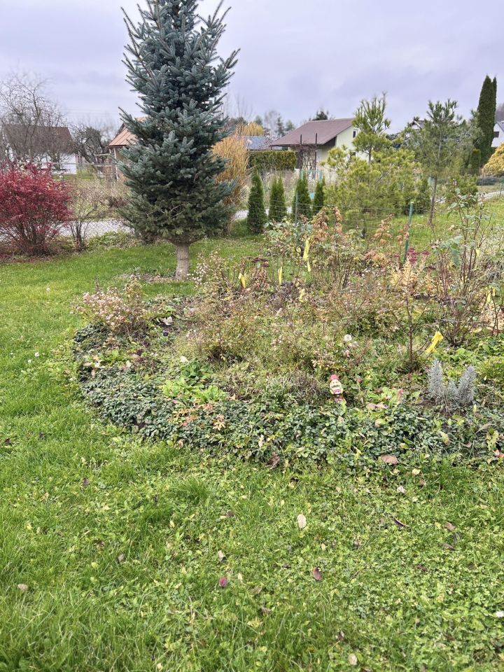 Działka rod Nysa Zamłynie, ul. Adama Mickiewicza. Zdjęcie 9