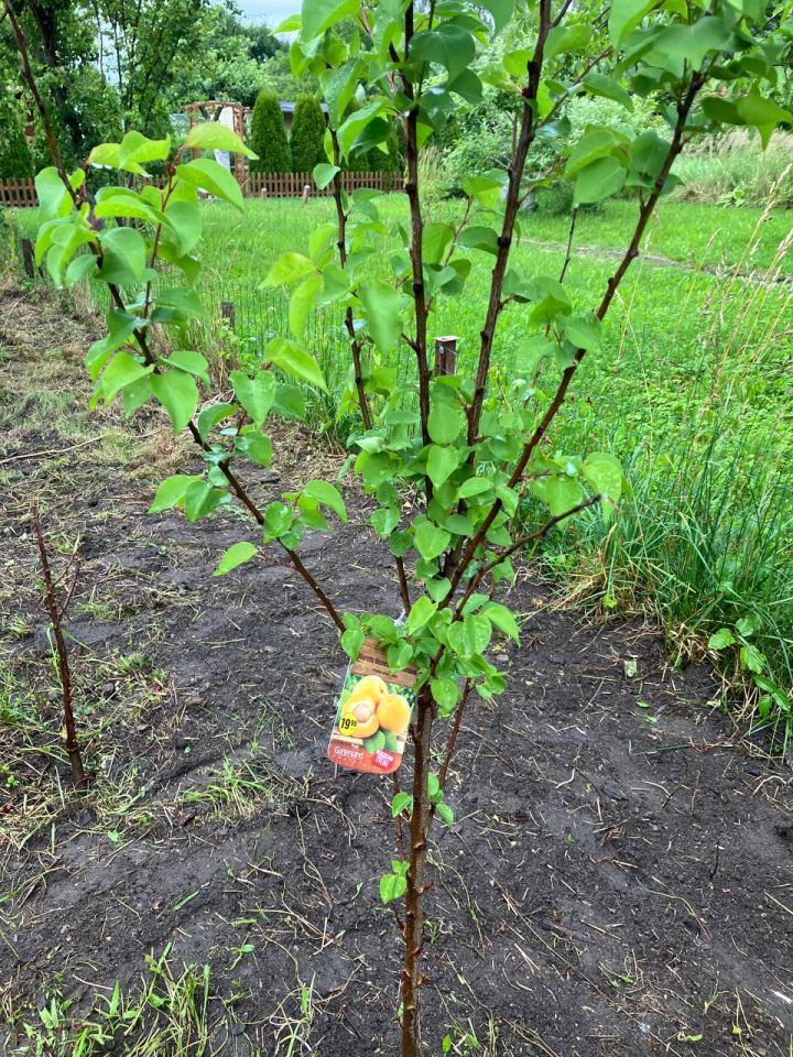 Działka rod Elbląg Zatorze, ul. Lotnicza. Zdjęcie 14