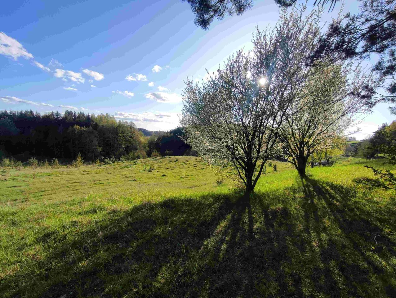 Działka siedliskowa Osinki. Zdjęcie 7