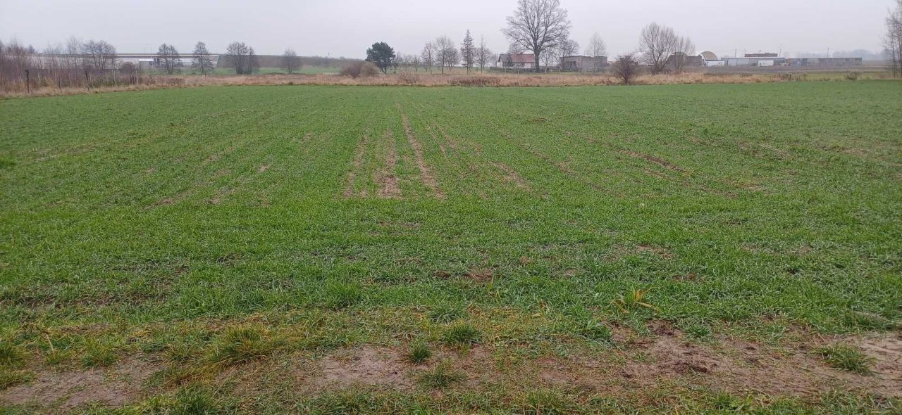 Działka rolna Prusak. Zdjęcie 2