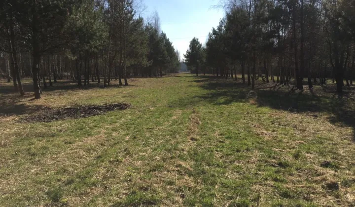Działka siedliskowa Ciepłe Pierwsze, ul. Polnych Kwiatów