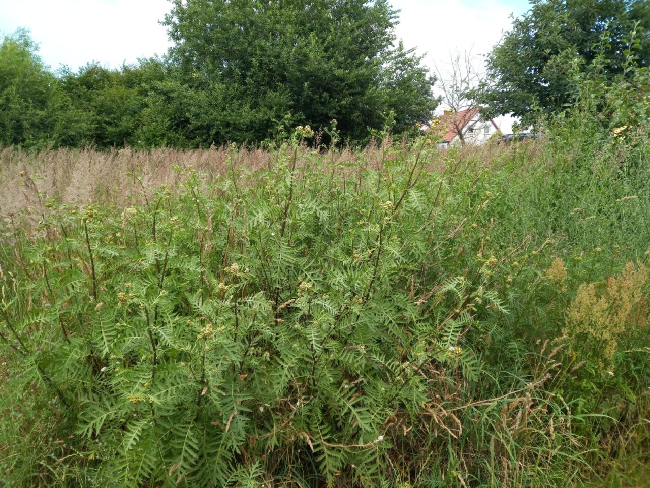 bliźniak, 2 pokoje Cieszyno. Zdjęcie 6