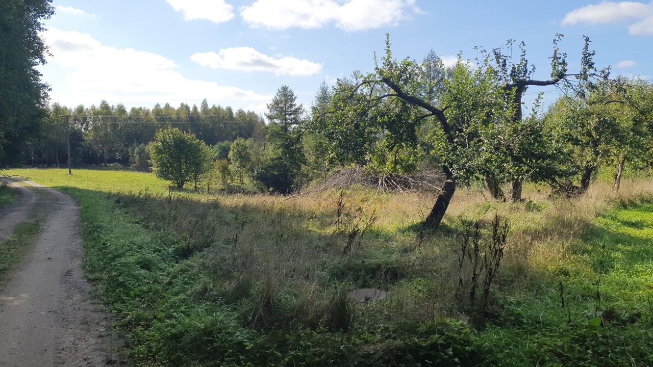 Działka siedliskowa Bukowina. Zdjęcie 4