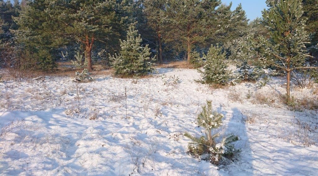 Działka rolno-budowlana Ostrowo. Zdjęcie 7