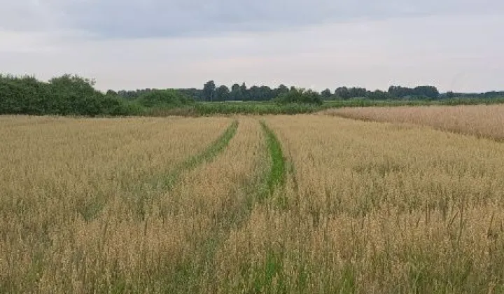 Działka rolna Białki Dolne