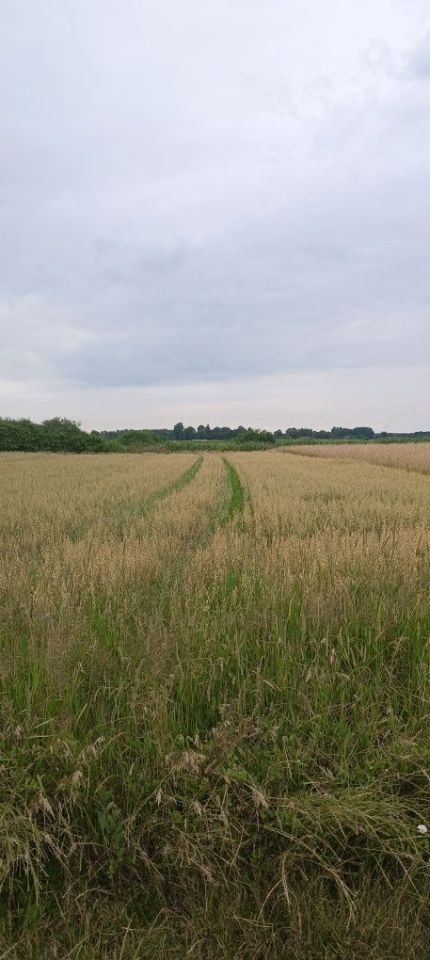 Działka rolna Białki Dolne. Zdjęcie 1