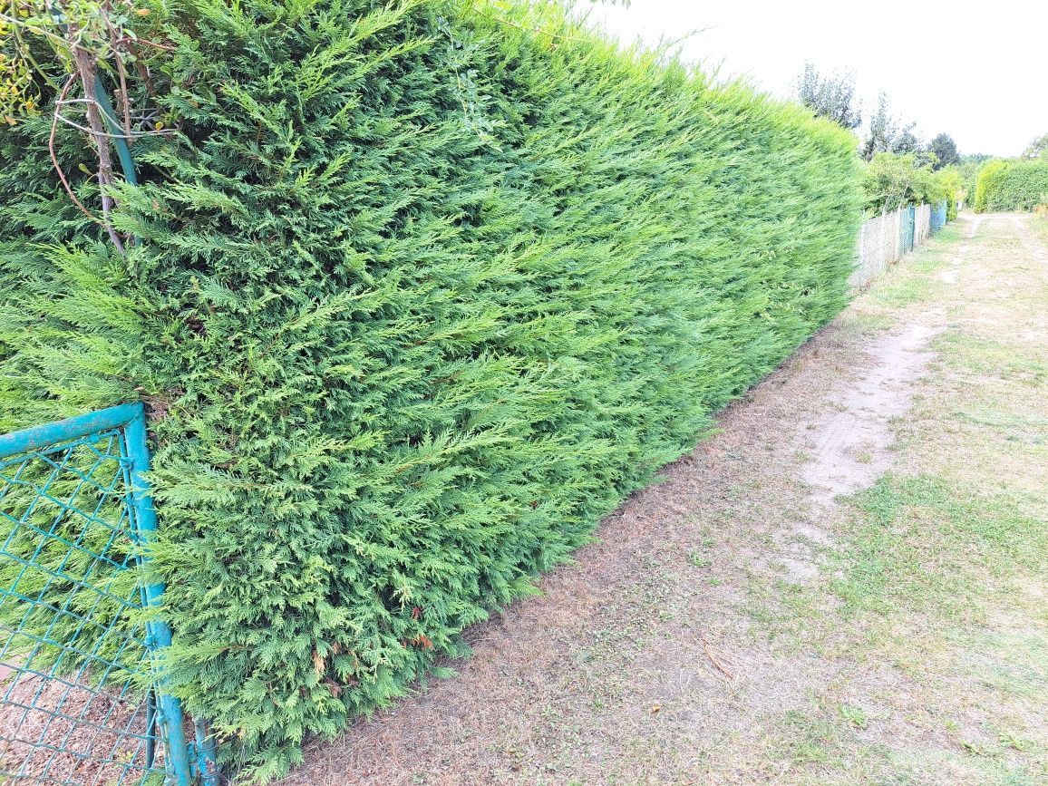 Działka rod Szczecin Gumieńce. Zdjęcie 5