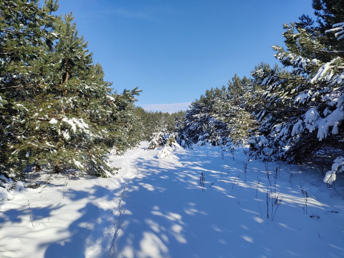 Działka rekreacyjna Wygoda. Zdjęcie 5