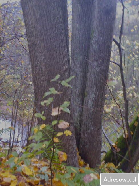 Działka leśna Polana. Zdjęcie 9