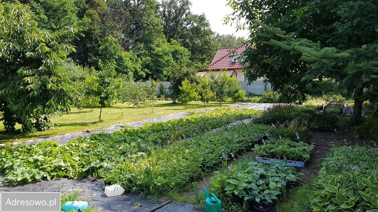 Działka budowlana Trzebiechów, ul. Ogrodowa. Zdjęcie 3