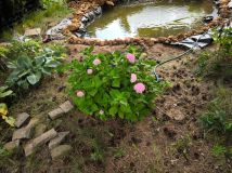 Działka rod Sosnowiec Pogoń. Zdjęcie 1