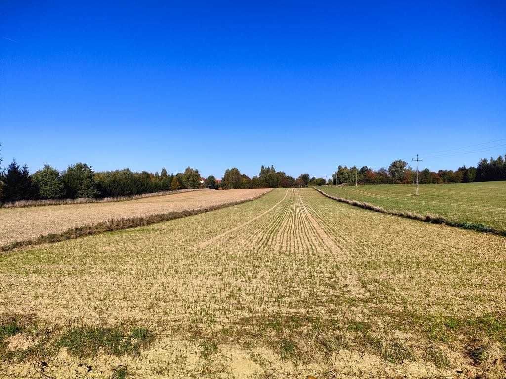 Działka rolno-budowlana Panieńszczyzna. Zdjęcie 7
