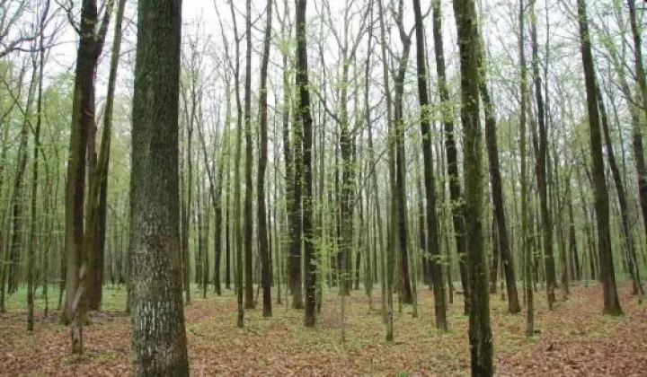 Działka leśna Wiszniów Karczunek