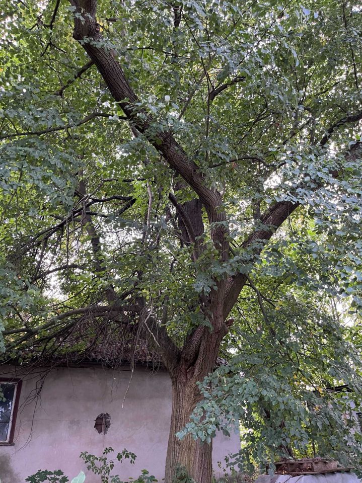 Działka siedliskowa Andrzejów. Zdjęcie 2