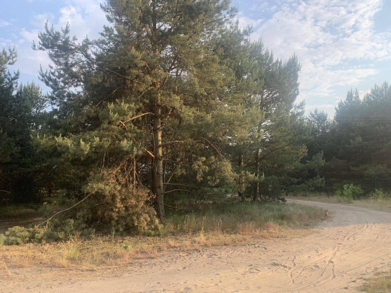 Działka budowlana Drzewce, ul. Drzewiecka. Zdjęcie 5