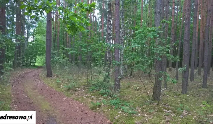 Działka leśna Pojawie