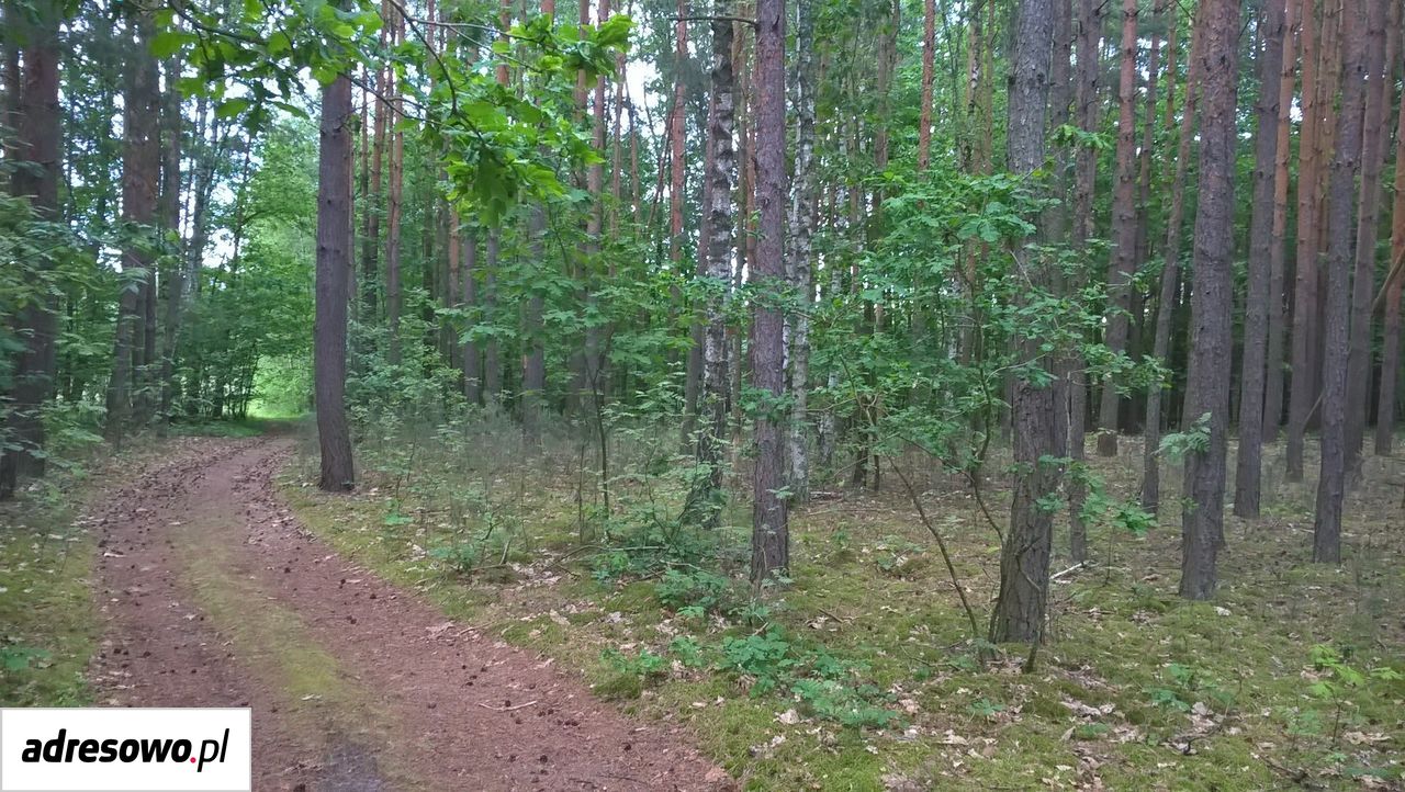 Działka leśna Pojawie. Zdjęcie 1