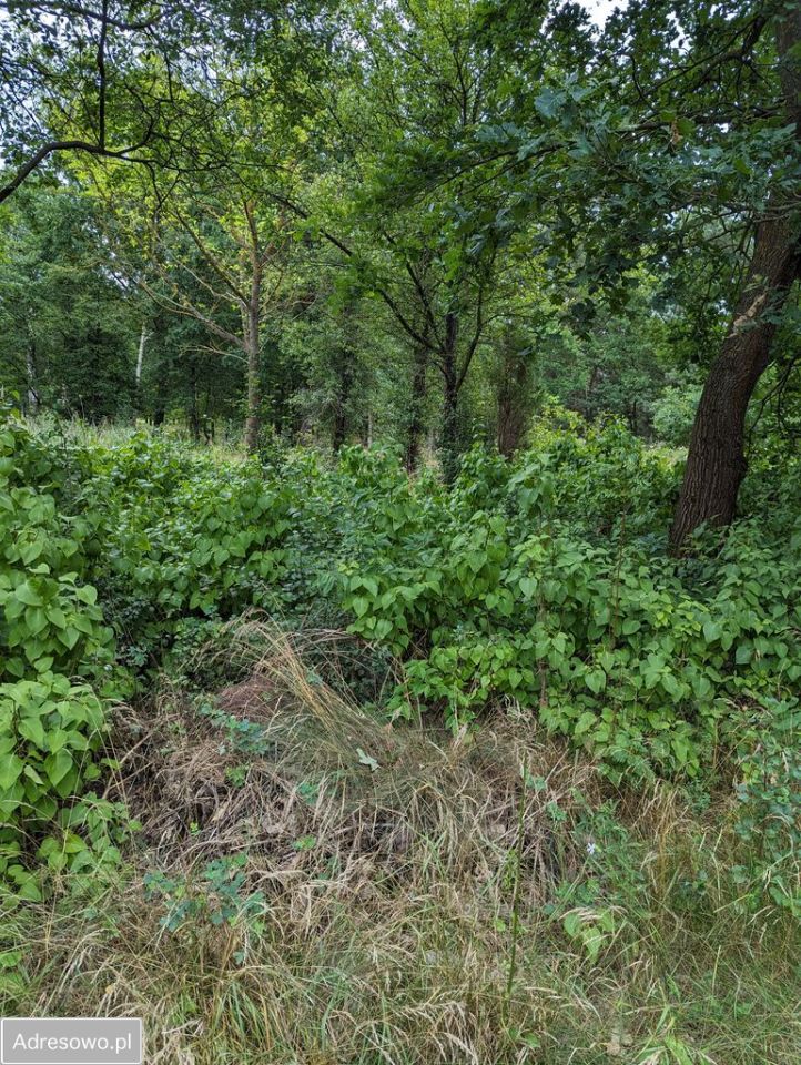 Działka rolno-budowlana Andrzejów. Zdjęcie 12