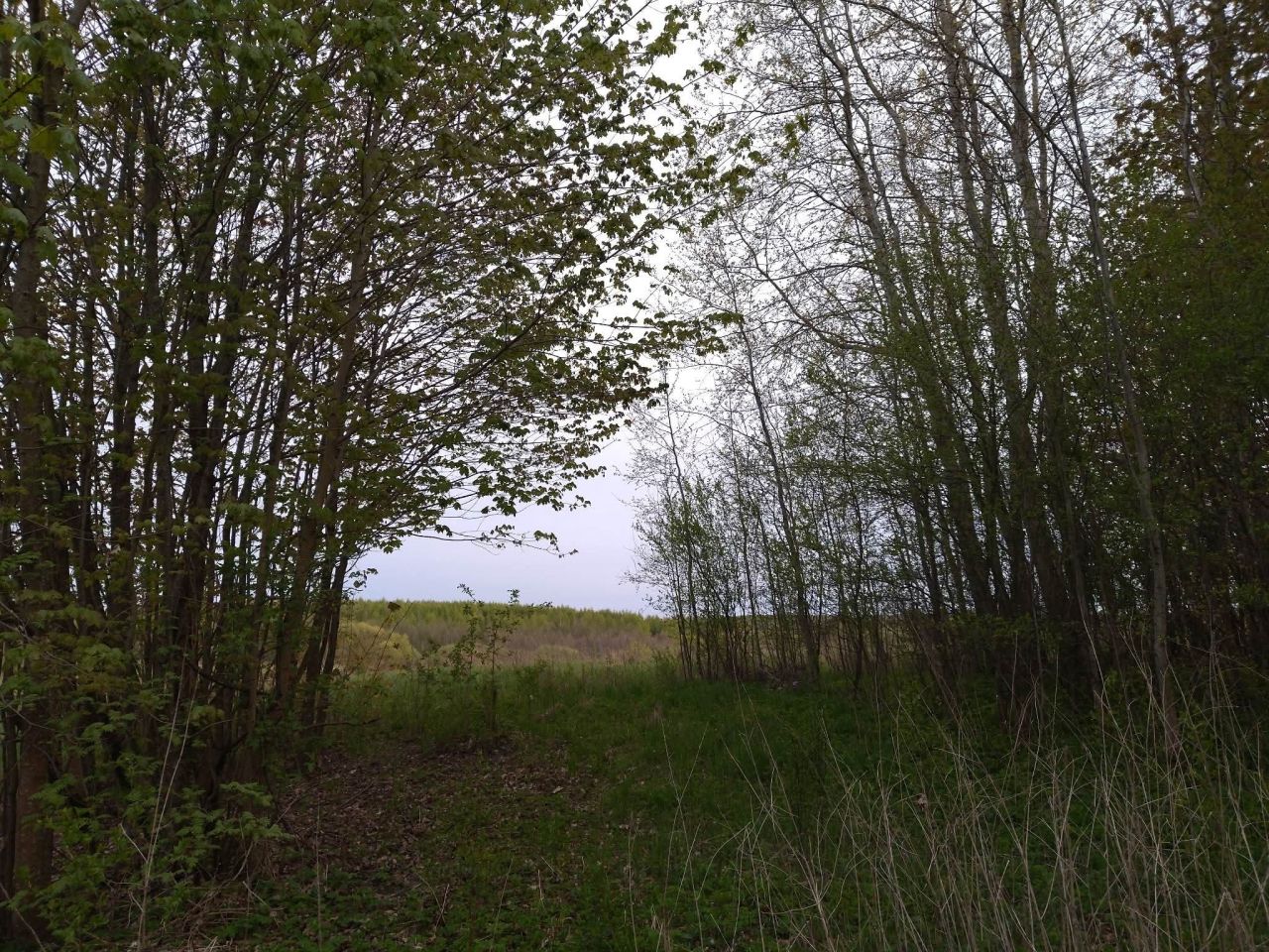 Działka budowlana Lesiska. Zdjęcie 15