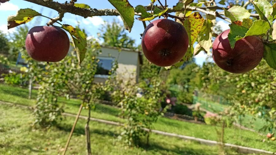 Działka rod Straszyn, ul. inż. A. Hoffmanna. Zdjęcie 5