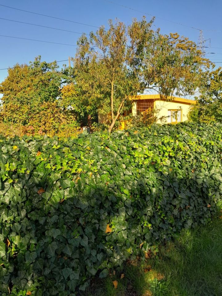 Działka rod Krotoszyn, ul. Raszkowska. Zdjęcie 4