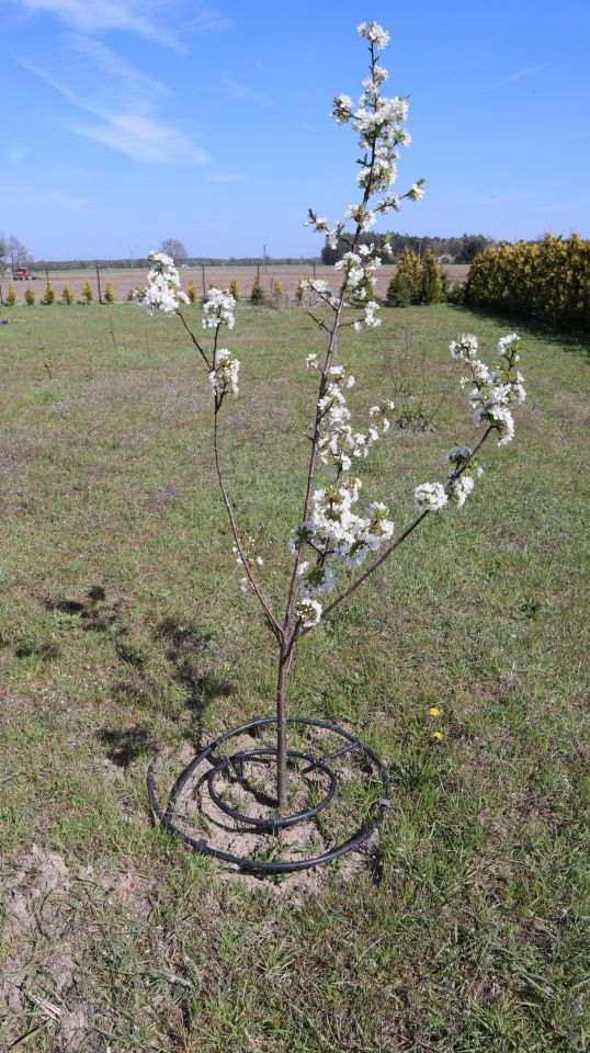 Działka budowlana Charbice Dolne, Charbice Dolne 31b. Zdjęcie 19