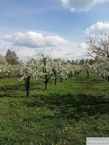 Działka rolna Krępa. Zdjęcie 1
