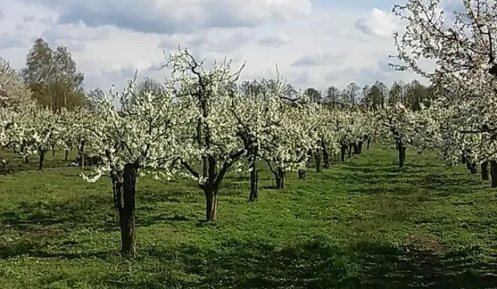 Działka rolna Krępa