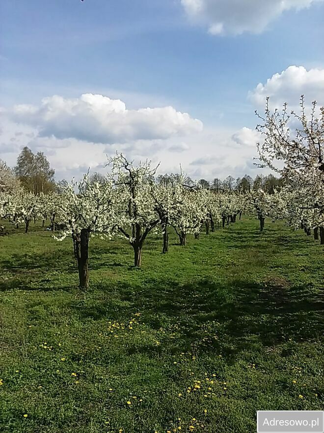 Działka rolna Krępa