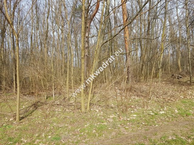 Działka leśna Borszyce. Zdjęcie 5