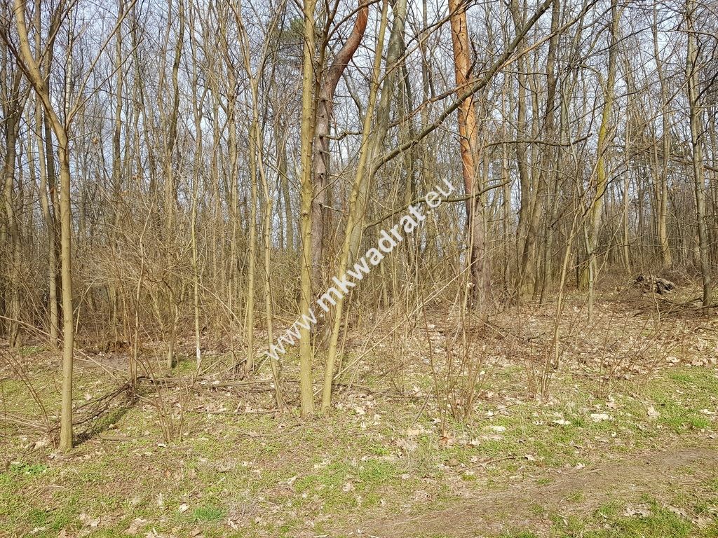 Działka leśna Borszyce. Zdjęcie 5