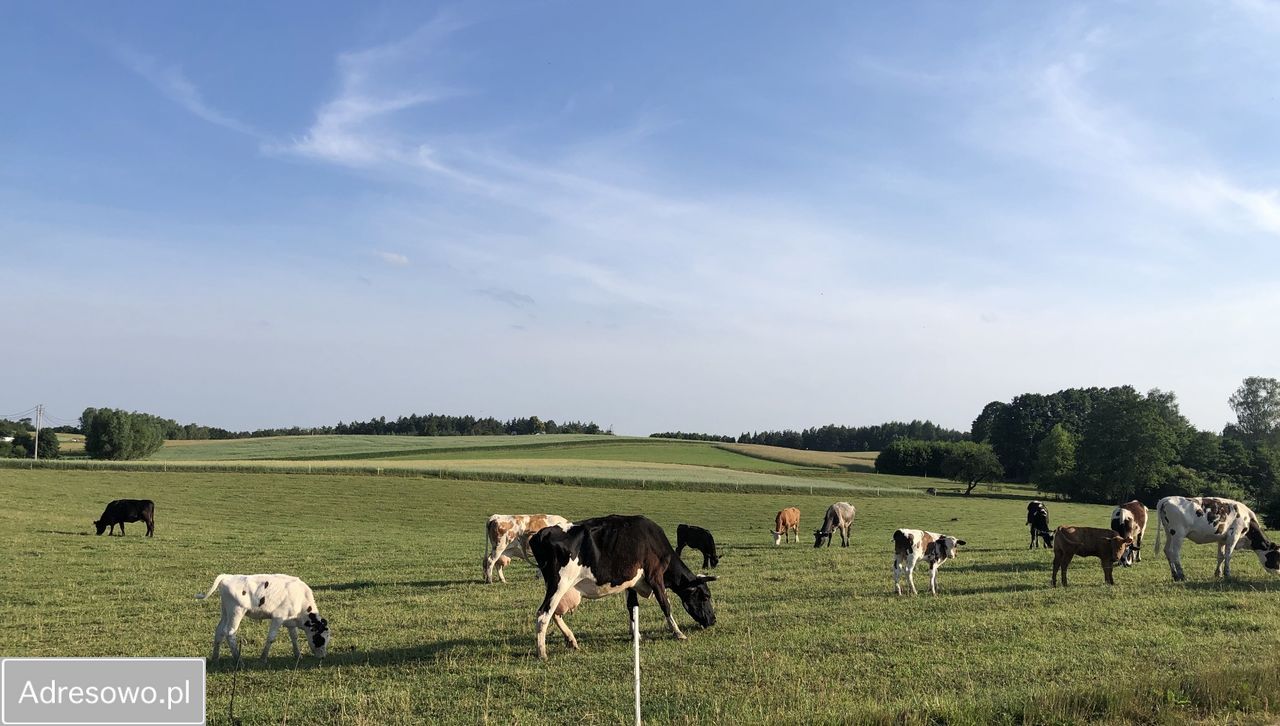 Działka siedliskowa Barłomino. Zdjęcie 5