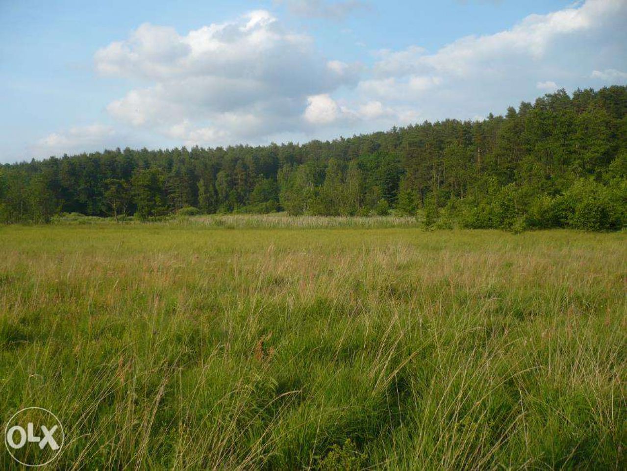 Działka rolna Bryńsk. Zdjęcie 3