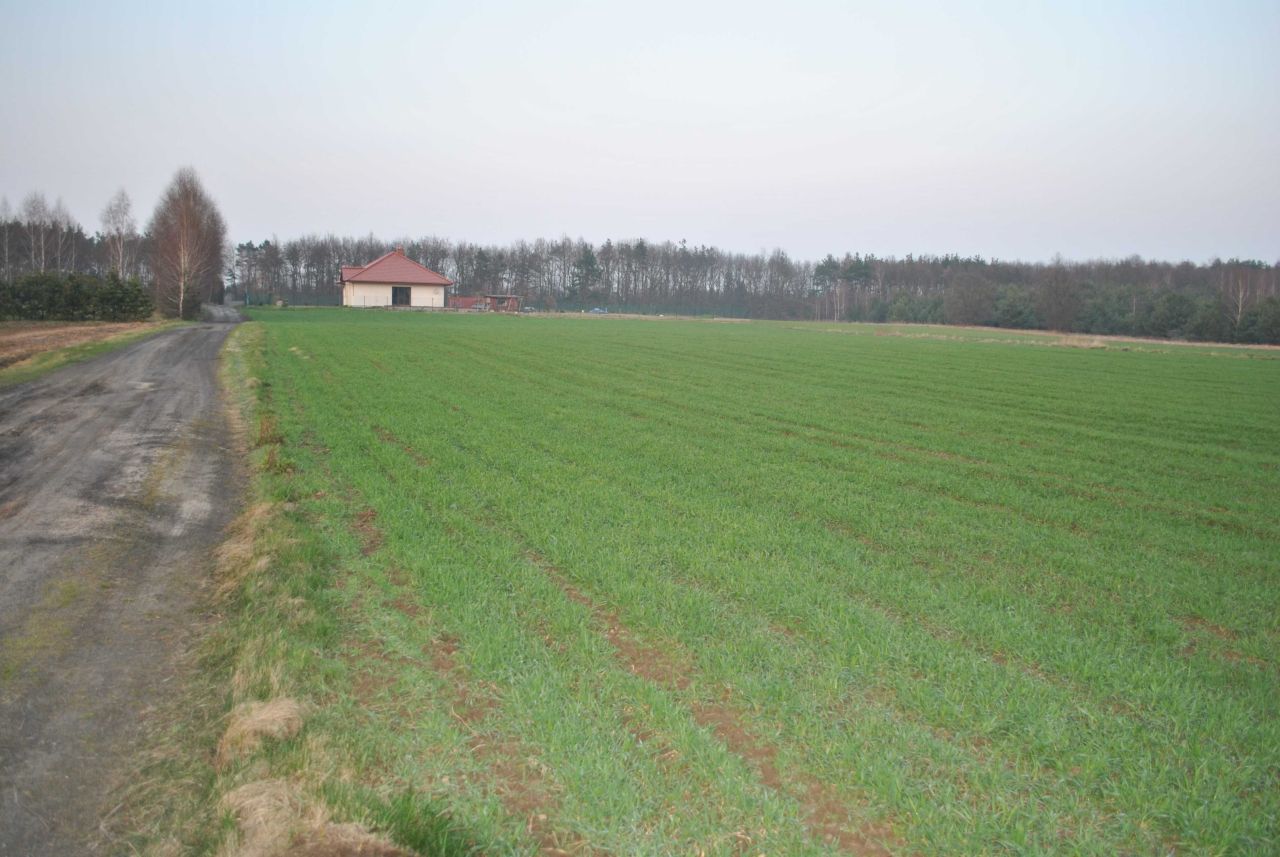 Działka budowlana Gutowo, ul. Myśliwska. Zdjęcie 5