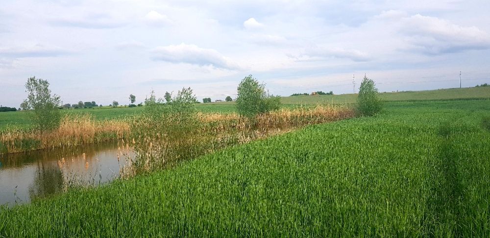 Działka rolno-budowlana Sypniewo. Zdjęcie 3