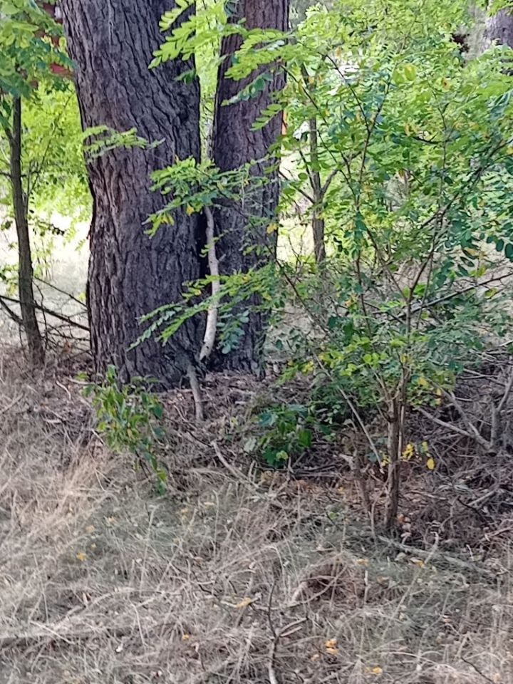 Działka budowlana Krobielewko. Zdjęcie 3