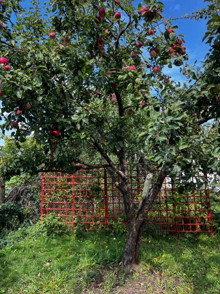 Działka rekreacyjna Zielona Góra Nowy Kisielin, ul. Stary Kisielin-Wiosenna. Zdjęcie 6