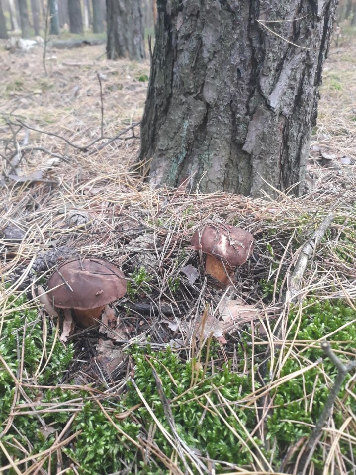 Działka leśna Józefina Murowaniec. Zdjęcie 6