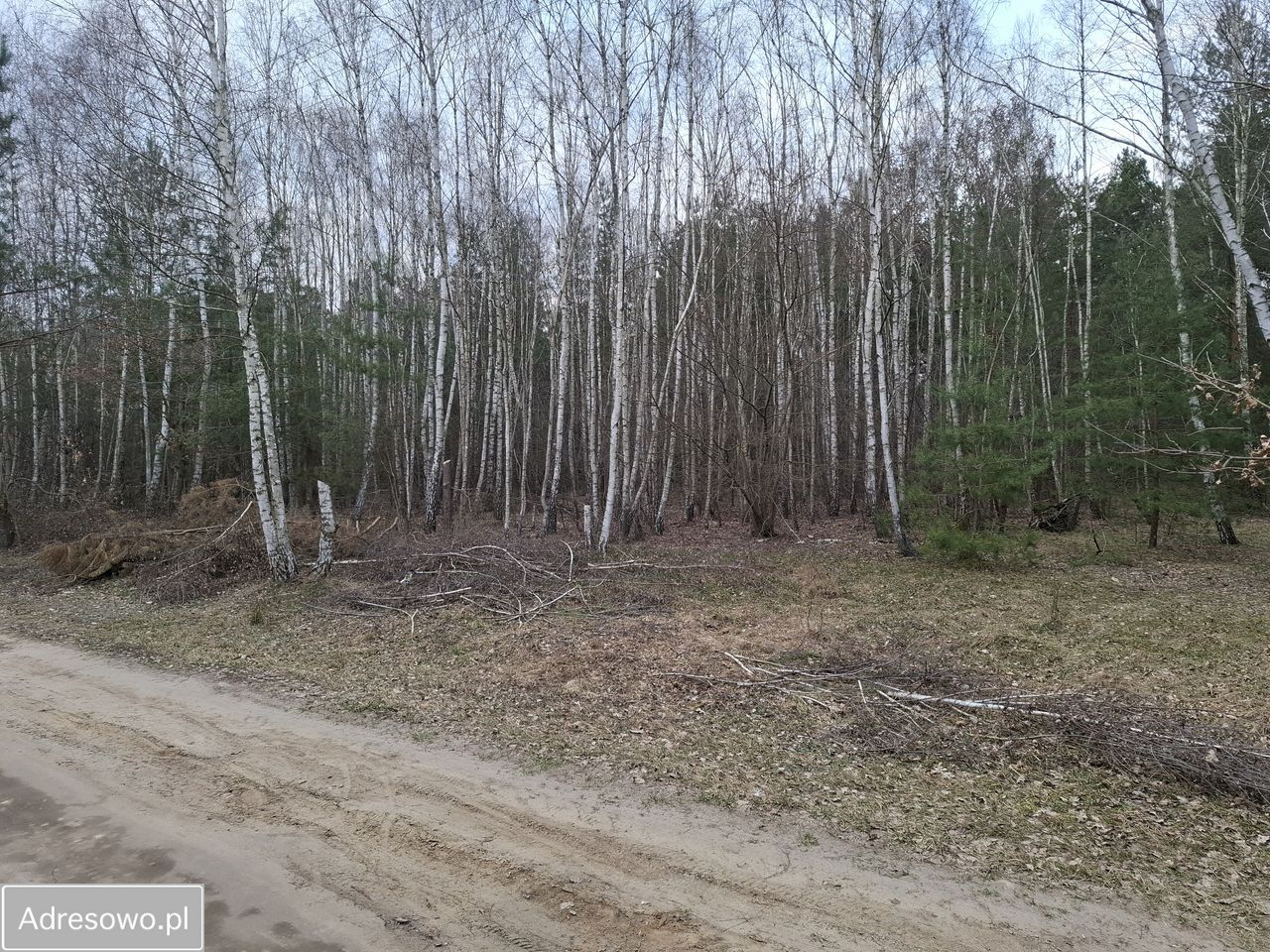 Działka leśna Zborów. Zdjęcie 3